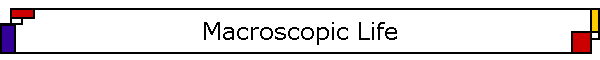 Macroscopic Life